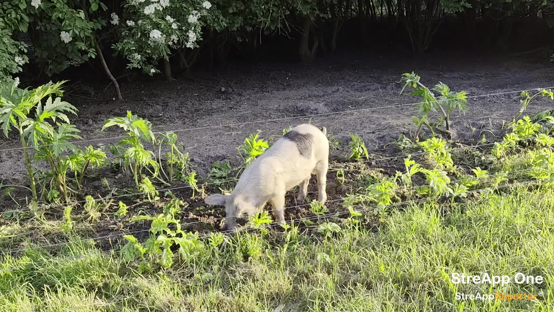 Bosvarkens gespot
